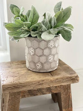 Load image into Gallery viewer, lambs ear
