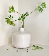 Faux Cow Parsley Stem - Ammi